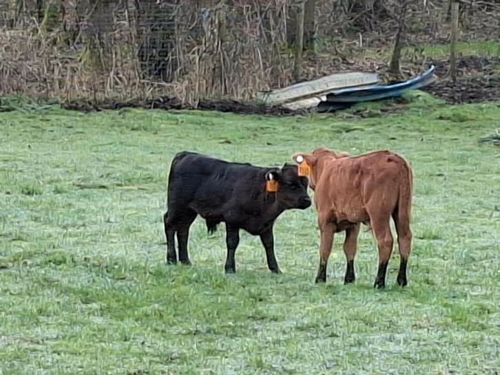 dexter kalf, Animaux & Accessoires, Bovins, Mâle, 0 à 2 ans