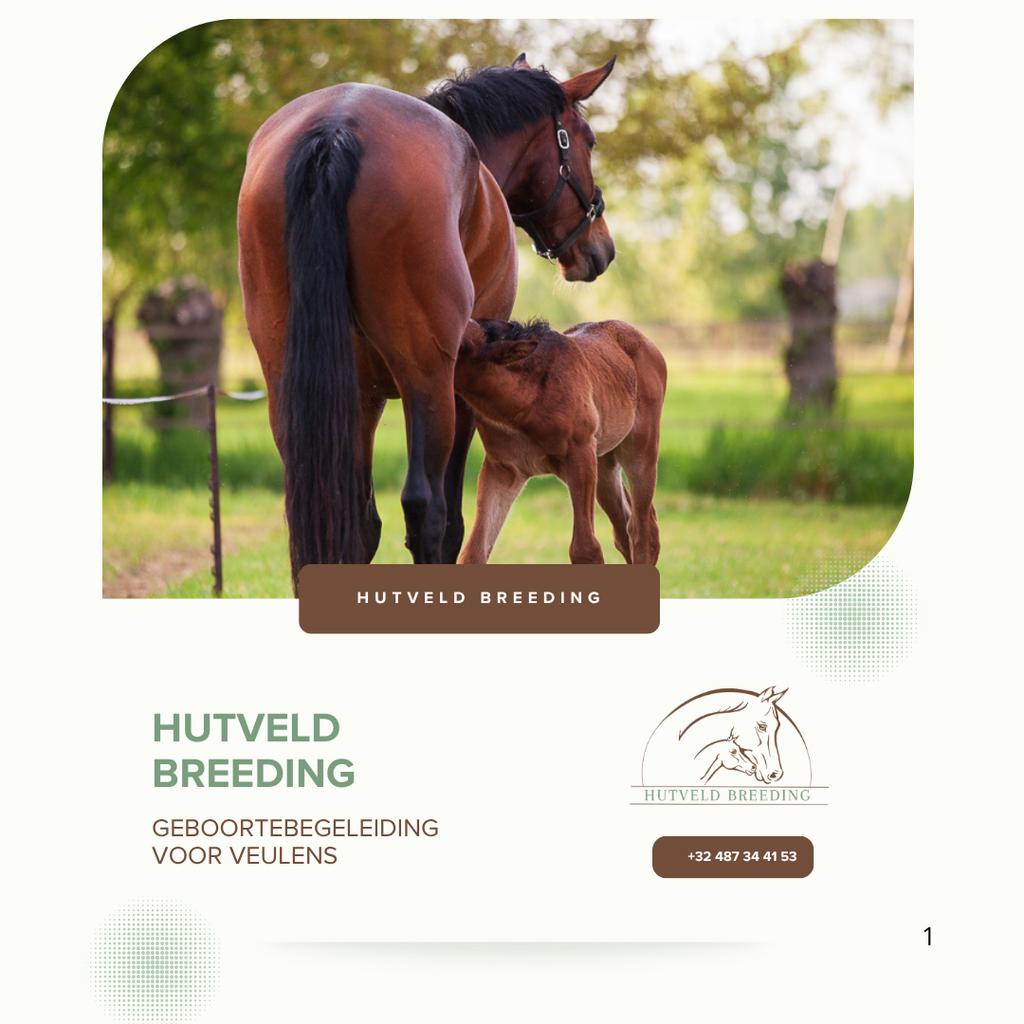 Geboortebegeleiding, Dieren en Toebehoren