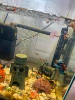 20 Jonge guppy vissen, Ophalen, Zo goed als nieuw