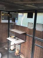 Kanaries van 2025 in buitenvoliere, Dieren en Toebehoren, Vogels | Kanaries