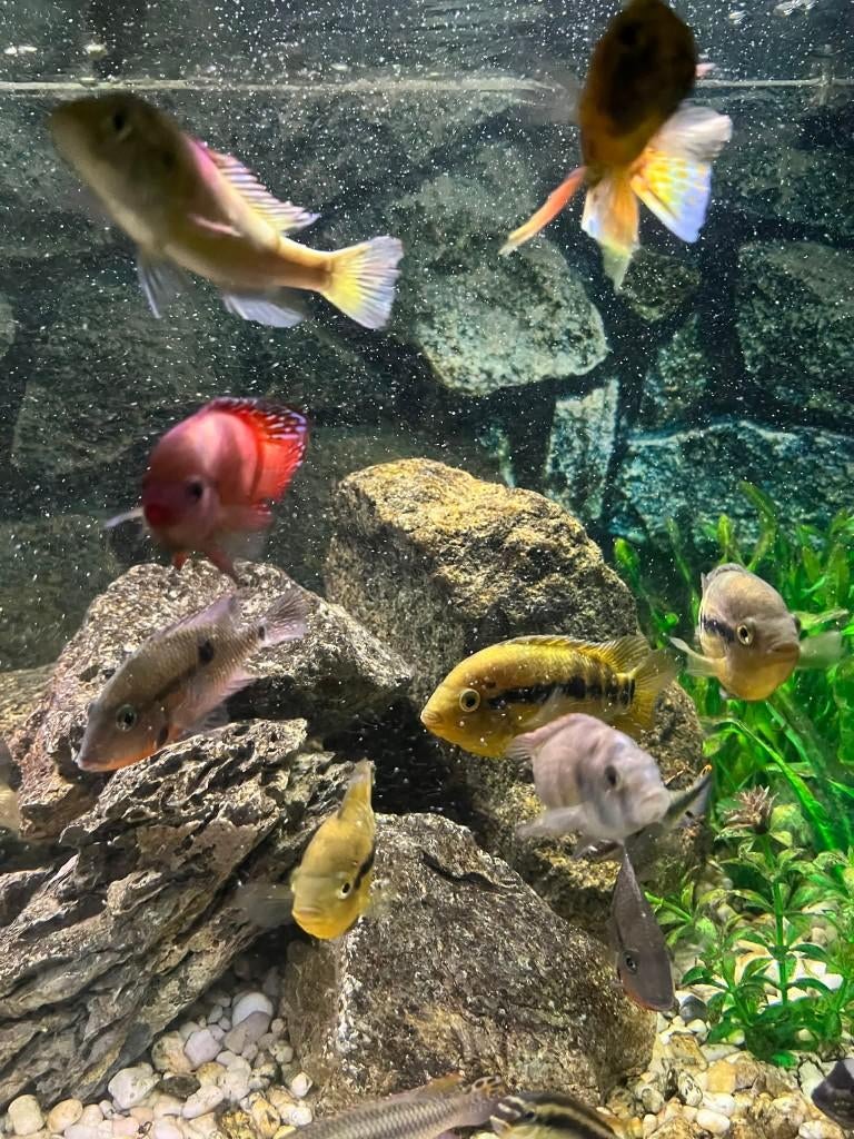 GEZELSCHAP GEZOCHT , TIKKELTJE MEER