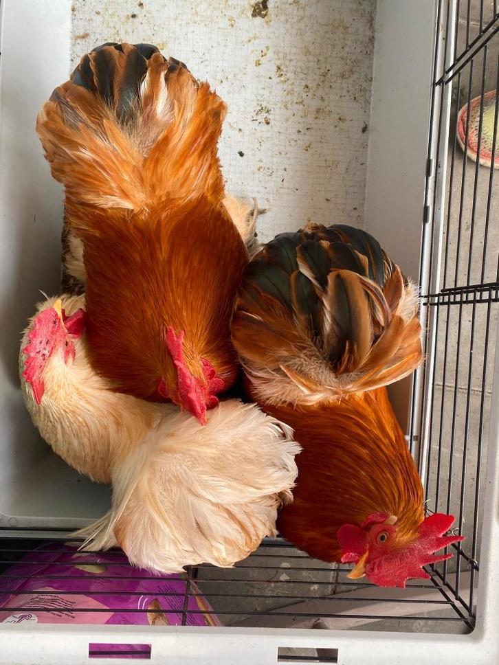 3 mooie Cochin krielhanen (handtam), Dieren en Toebehoren, Pluimvee, Kip, Mannelijk