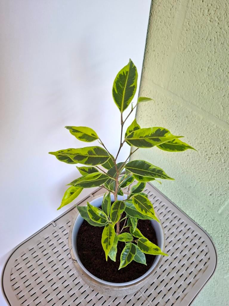 Ficus benjamina, Huis en Inrichting, Kamerplanten, Ophalen, Ficus