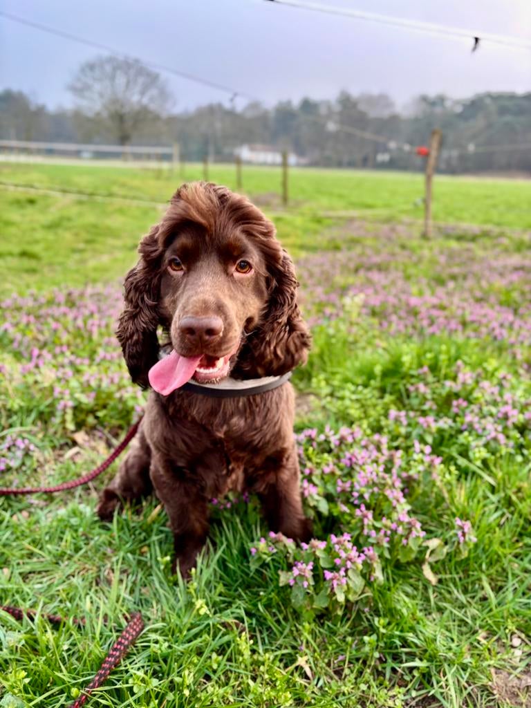 engelse cocker spaniel, Dieren en Toebehoren, Particulier, Reu, 1 tot 2 jaar, Buitenland