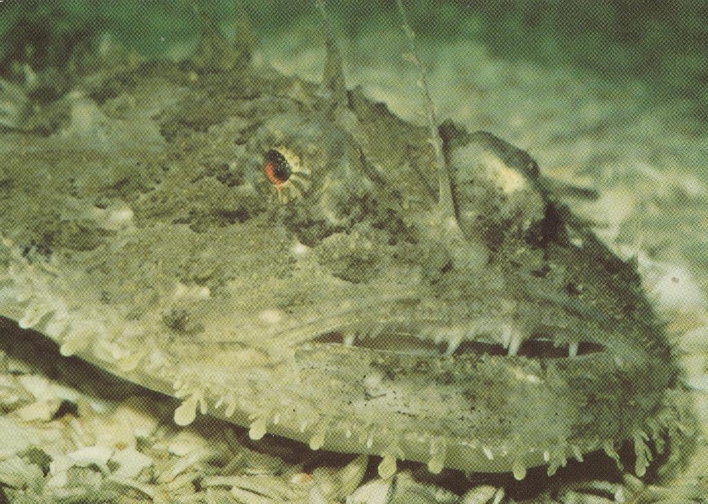 ZEEDUIVEL, Collections, Cartes postales | Animaux, Envoi, Non affranchie, Animal aquatique