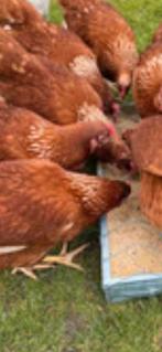 Jeunes poules pondeuses (pondant des œufs), Femelle, Poule ou poulet