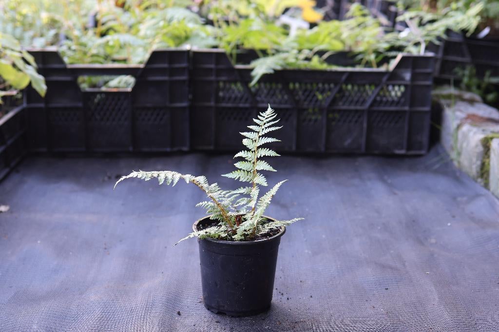 Diverse boomvarens te koop, Jardin & Terrasse, Plantes | Jardin, Plante fixe, Fougères, Pleine ombre, Ne fleurit pas, Enlèvement ou Envoi