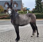 Poney 3D brun de 20 ans, Animaux & Accessoires, Poneys, Hongre