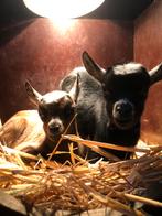 2 dwerggeiten lammetjes.