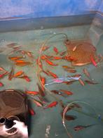 Goudvissen en subinski, Dieren en Toebehoren, Goudvis(sen)