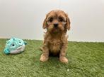 Nestje Cavapoo pups (F2)