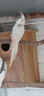 Valkparkieten, Dieren en Toebehoren, Vogels | Parkieten en Papegaaien