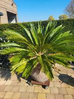 Grandes paumes résistantes à l'hiver, Enlèvement