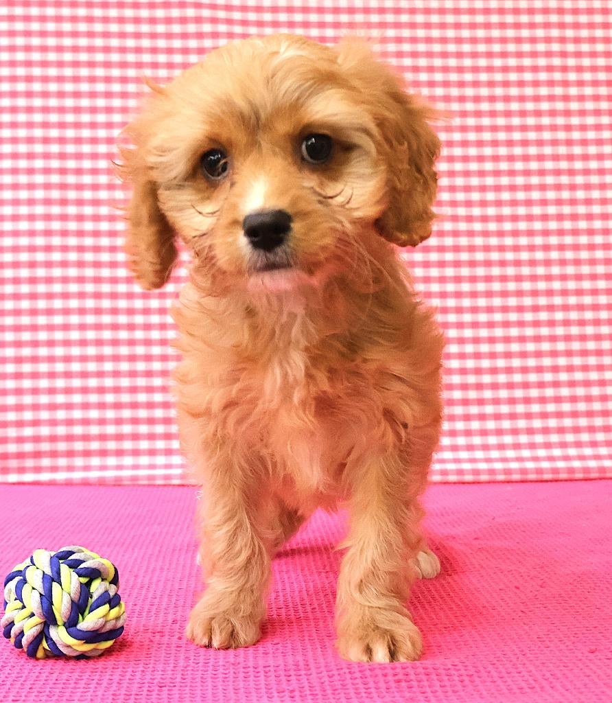 Magnifique chiot Cavapoo !, Animaux & Accessoires, Chiens | Sans pedigree, 15 semaines à 1 an, Étranger, Hépatite contagieuse (maladie de Rubarth)