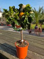 Citrus Sinensis Corrugato, Tuin en Terras, Ophalen