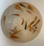 23 Baby koi 2025 tussen 5-8 cm, Dieren en Toebehoren, Vissen | Vijvervissen, Karper of Koi