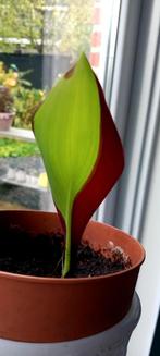 Canna cleopatra, Huis en Inrichting, Ophalen