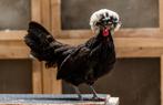 Ik zoek Padua kippen, Dieren en Toebehoren, Pluimvee, Meerdere dieren, Kip