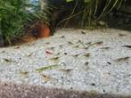 Crevettes aquarium