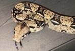 Boa imperator femelle 2023, Serpent, 0 à 2 ans