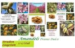 AMANDIERS ( BASSE TIGE ), « ROBIJN» = 17€/PIÈCE, Jardin & Terrasse, Plantes | Jardin, Enlèvement ou Envoi, Printemps, Plein soleil