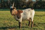 Gecastreerde bok - papfleslam, Dieren en Toebehoren, Schapen, Geiten en Varkens, Mannelijk, Geit, 0 tot 2 jaar