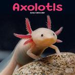 Axolotl kalender 2026, Diversen, Kalenders, Ophalen of Verzenden, Jaarkalender, Nieuw