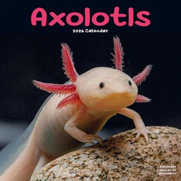 Axolotl kalender 2026 beschikbaar voor biedingen