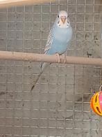 Grasparkieten van 2025, Dieren en Toebehoren, Vogels | Parkieten en Papegaaien