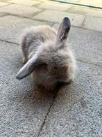 Dwergkonijntje hangoortjes, Dieren en Toebehoren, Konijnen