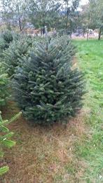 A vendre Sapin Noël, Divers, Enlèvement, Neuf