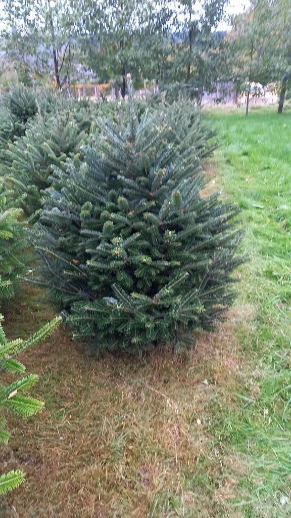 A vendre Sapin Noël, Divers, Noël, Neuf, Enlèvement