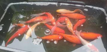 SLUIERSTAARTEN EN GOUDVISSEN  beschikbaar voor biedingen