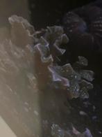 Aquarium marin-recifal coraux, Enlèvement, Comme neuf, Aquarium d'eau de mer rempli