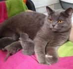 Betites Chatons british shorthair, Dieren en Toebehoren, Katten en Kittens | Raskatten | Korthaar, Poes, Met stamboom, 0 tot 2 jaar
