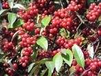 Chalef d’automne - Elaeagnus umbellata, 130 à 150 cm en pot, Tuin en Terras, Halfschaduw, Overige soorten, Lente, 250 tot 400 cm