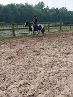 Verzorg paard/pony gezocht, Dieren en Toebehoren, Paarden