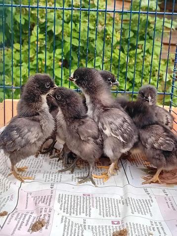 Mooie kuikens ( kruising tussen ayam cemani en brahma ) beschikbaar voor biedingen