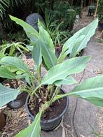 Chinese Lotus banaan, Tuin en Terras, Planten | Tuinplanten, Ophalen