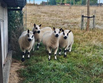 Kerry Hill dekrammen GEKEURD beschikbaar voor biedingen