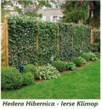 Groenblijvende Hedera-planten, maat 1 meter, 4 €/st, Tuin en Terras, Ophalen of Verzenden, Overige soorten, Haag, 100 tot 250 cm