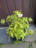 Rubus illecebrosus aardbeiframboos, Ophalen, Volle zon, Vaste plant, Zomer