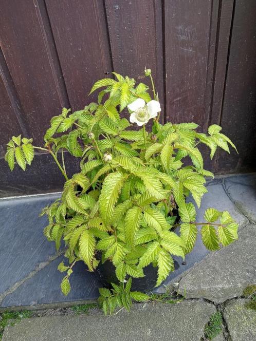 Rubus illecebrosus aardbeiframboos, Tuin en Terras, Planten | Tuinplanten, Vaste plant, Fruitplanten, Volle zon, Zomer, Ophalen