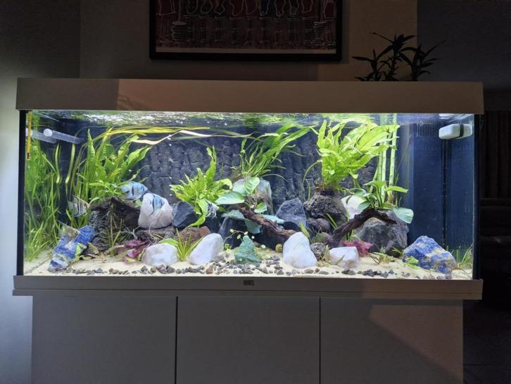 Juwel Rio 240 LED – Witte uitvoering, Dieren en Toebehoren, Vissen | Aquaria en Toebehoren, Ophalen