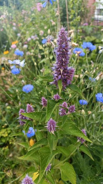 2 potten Agastache rugosa, lees beschrijving  beschikbaar voor biedingen