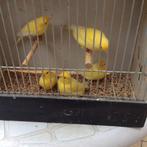 Canaris malinois, Animaux & Accessoires, Plusieurs animaux, Canari chanteur