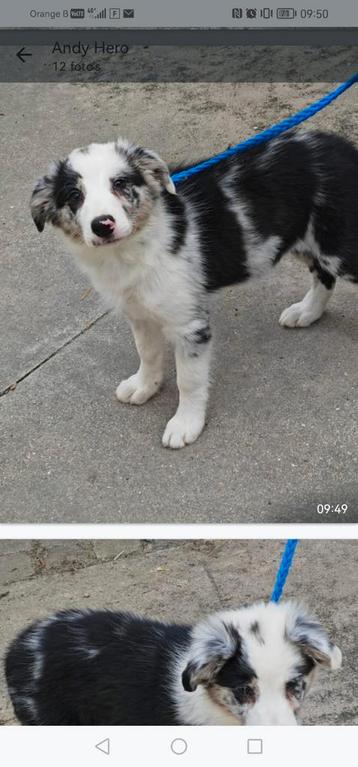 Border collie pups beschikbaar voor biedingen