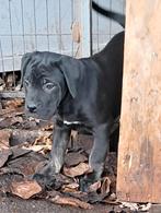 Cane corso pups, Dieren en Toebehoren, België, Fokker | Hobbymatig, CDV (hondenziekte), 8 tot 15 weken
