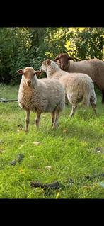 2 ooien, Dieren en Toebehoren