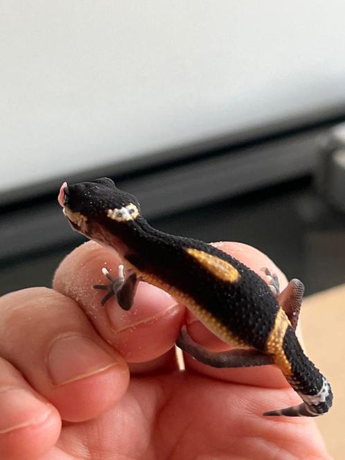 Luipaardgekko’s black night 0.0.2, Dieren en Toebehoren, Reptielen en Amfibieën, Hagedis, 0 tot 2 jaar, Tam
